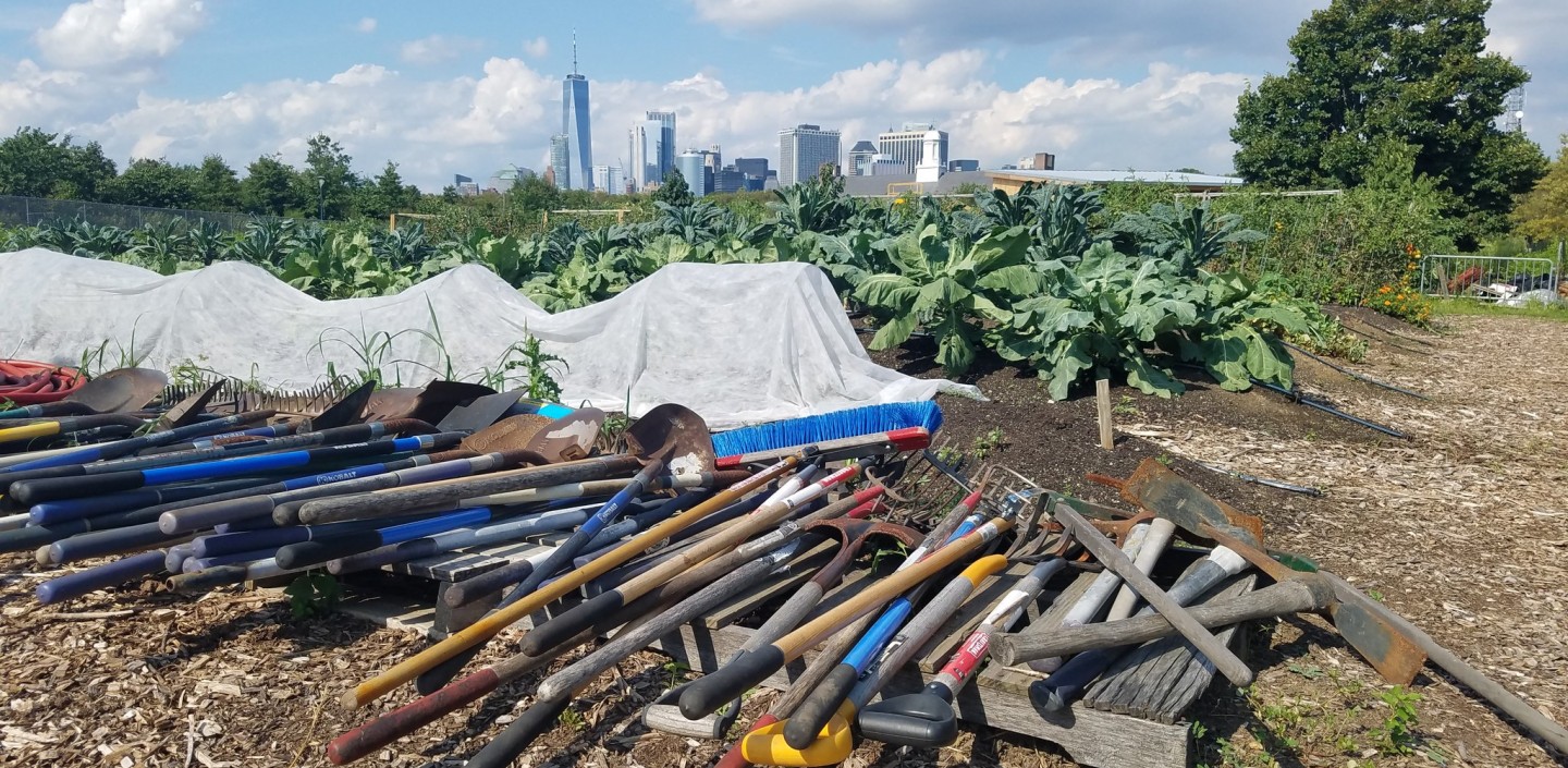 Shovels, rakes, brooms, and picks lay on pallets along rows of vegetables growing on an urban farm. A city skyline in is the distance.