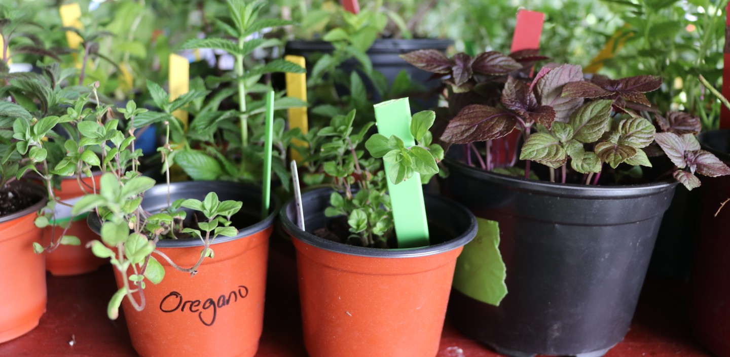 Plants displayed at the Master Gardener Plant Sale