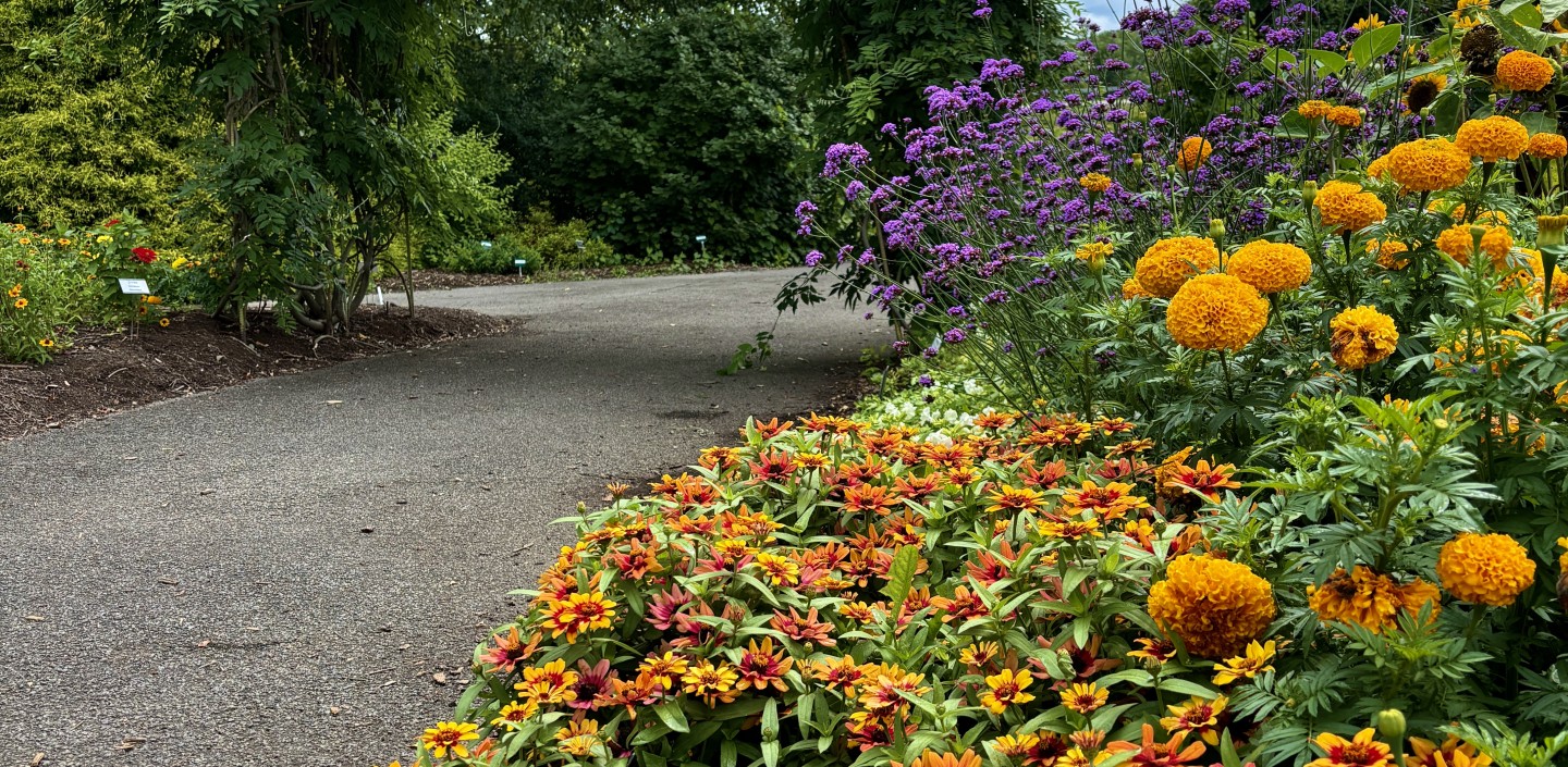 walkway surrounded by orange and yellow flowers