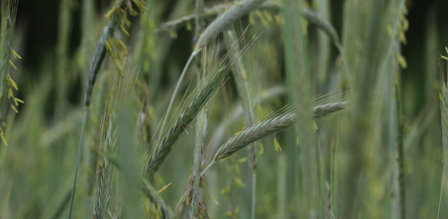 Grain growing on local farm.