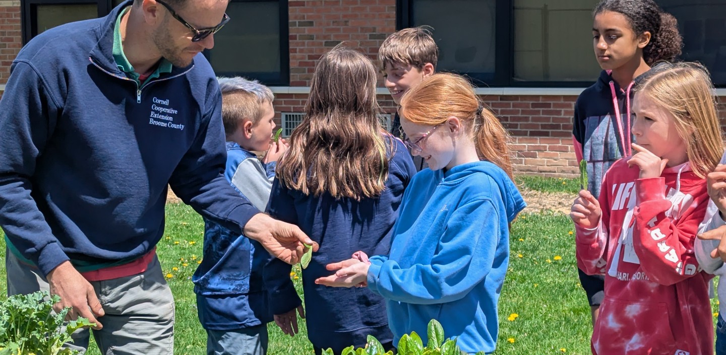 children picking vegetables from their school garden