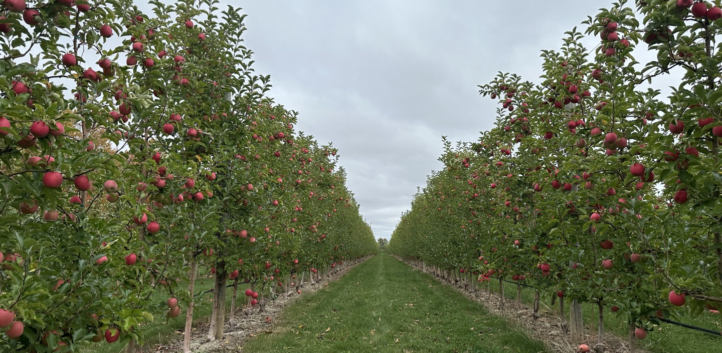 Short cut grass between two weed free high density apple tree rows with ripe fruit