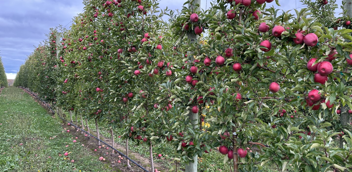 red apples on trellised apple trees in orchard