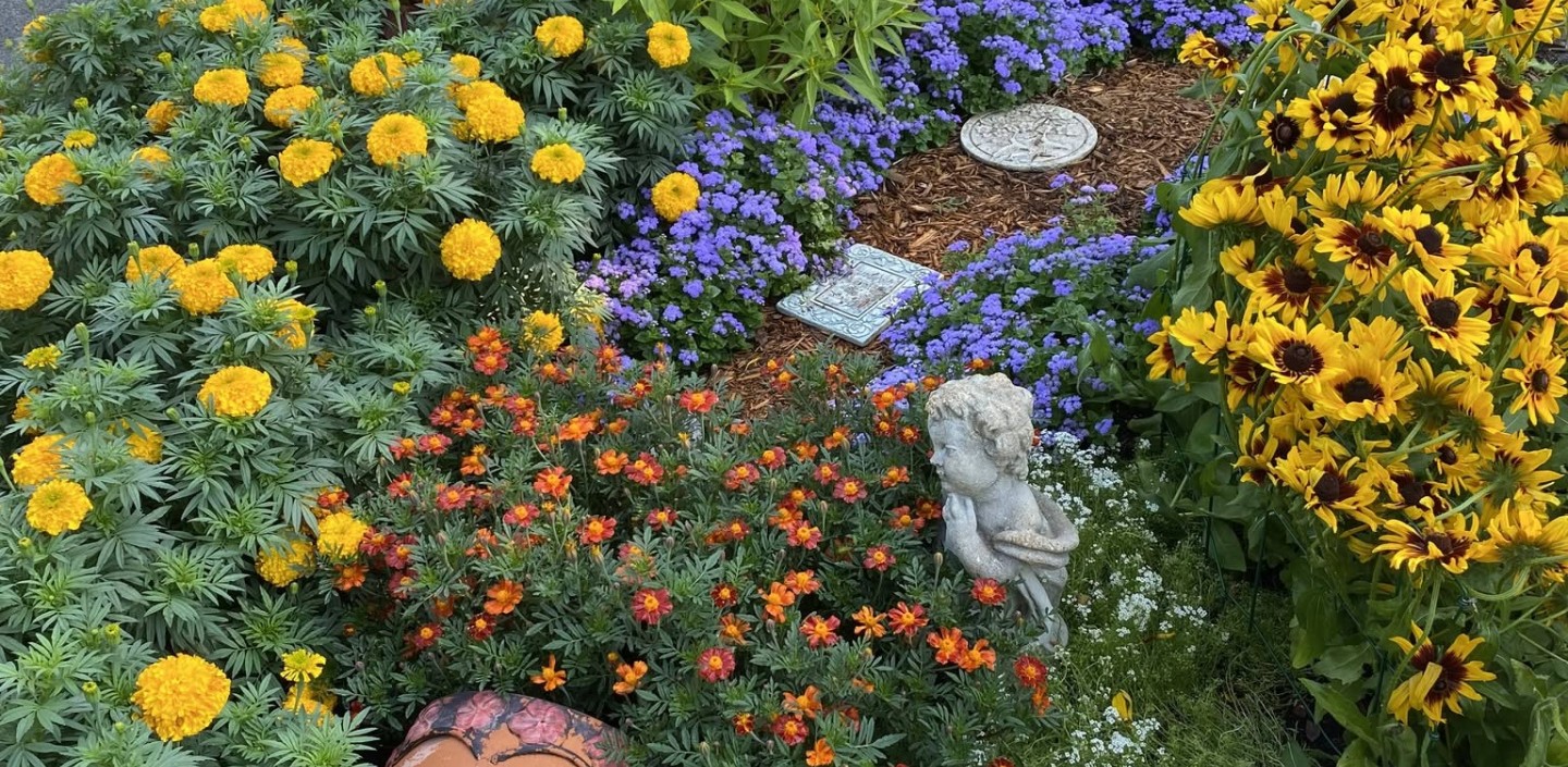 orange, purple, red, and yellow flowers