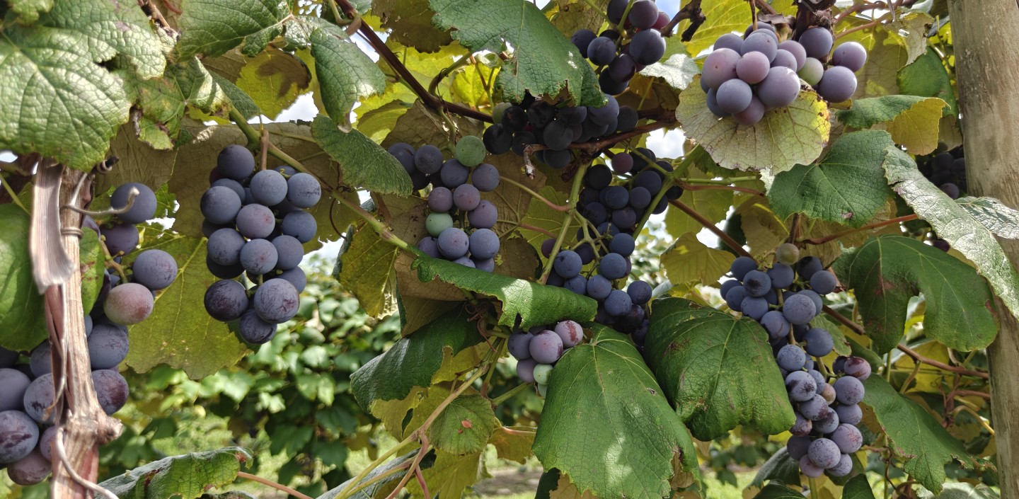 Group of Concord grape clusters