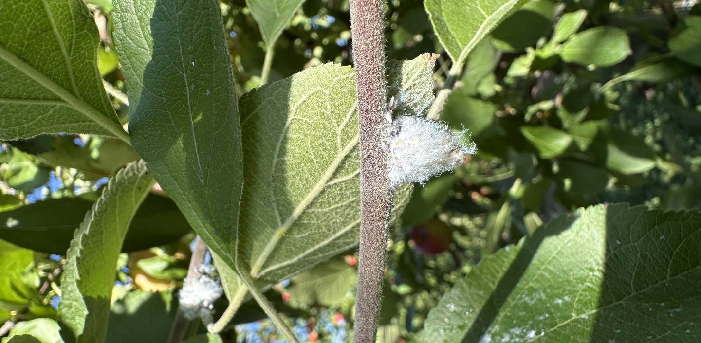 white fuzzy woolly apple aphids on stem of apple tree in orchard