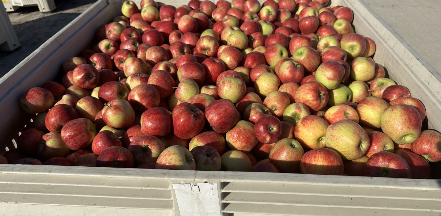red apples in bin