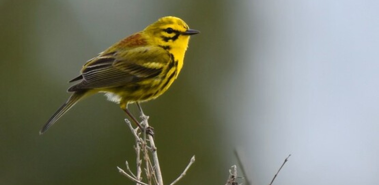 small yellow bird with black strips perched on a branch