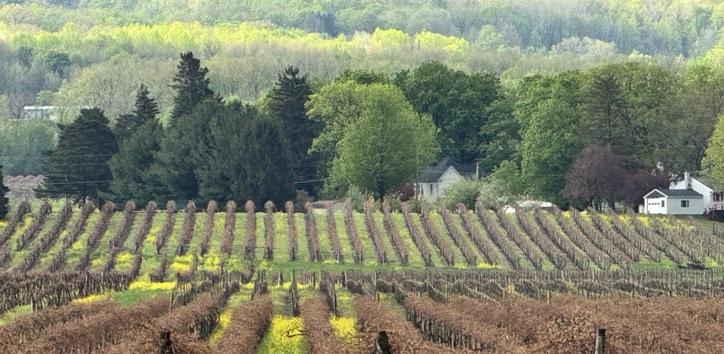 Vineyard in Spring- floral row middles