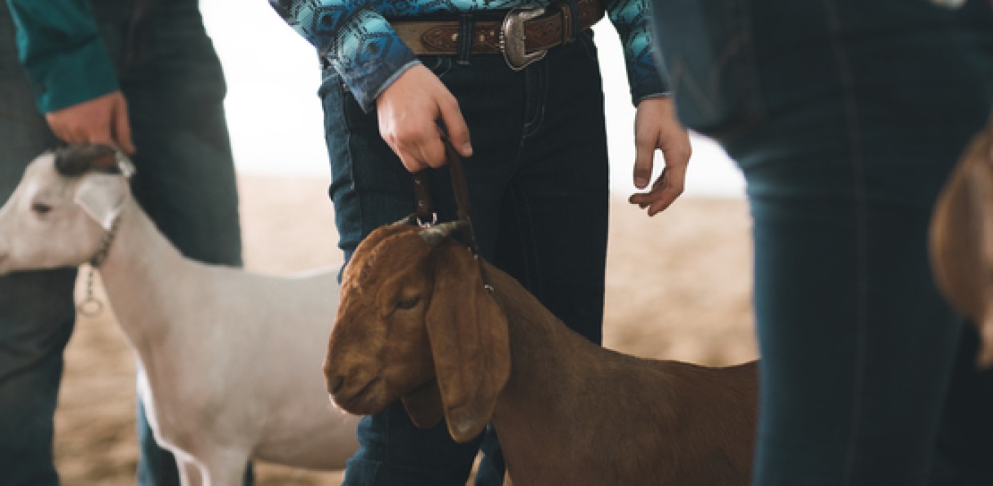 youth showing their goat at the county fair