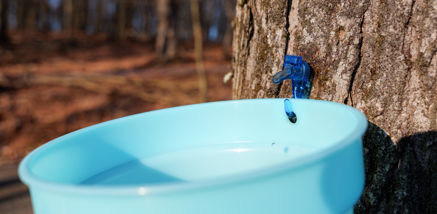 bucket for collecting maple syrup attached to tree