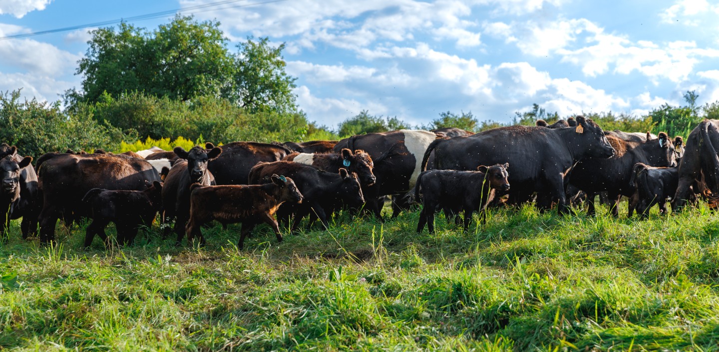 a group of brown and black beef cows standing in a green pasture