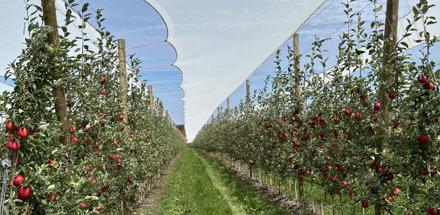 Hail netting over rows of apples in orchard