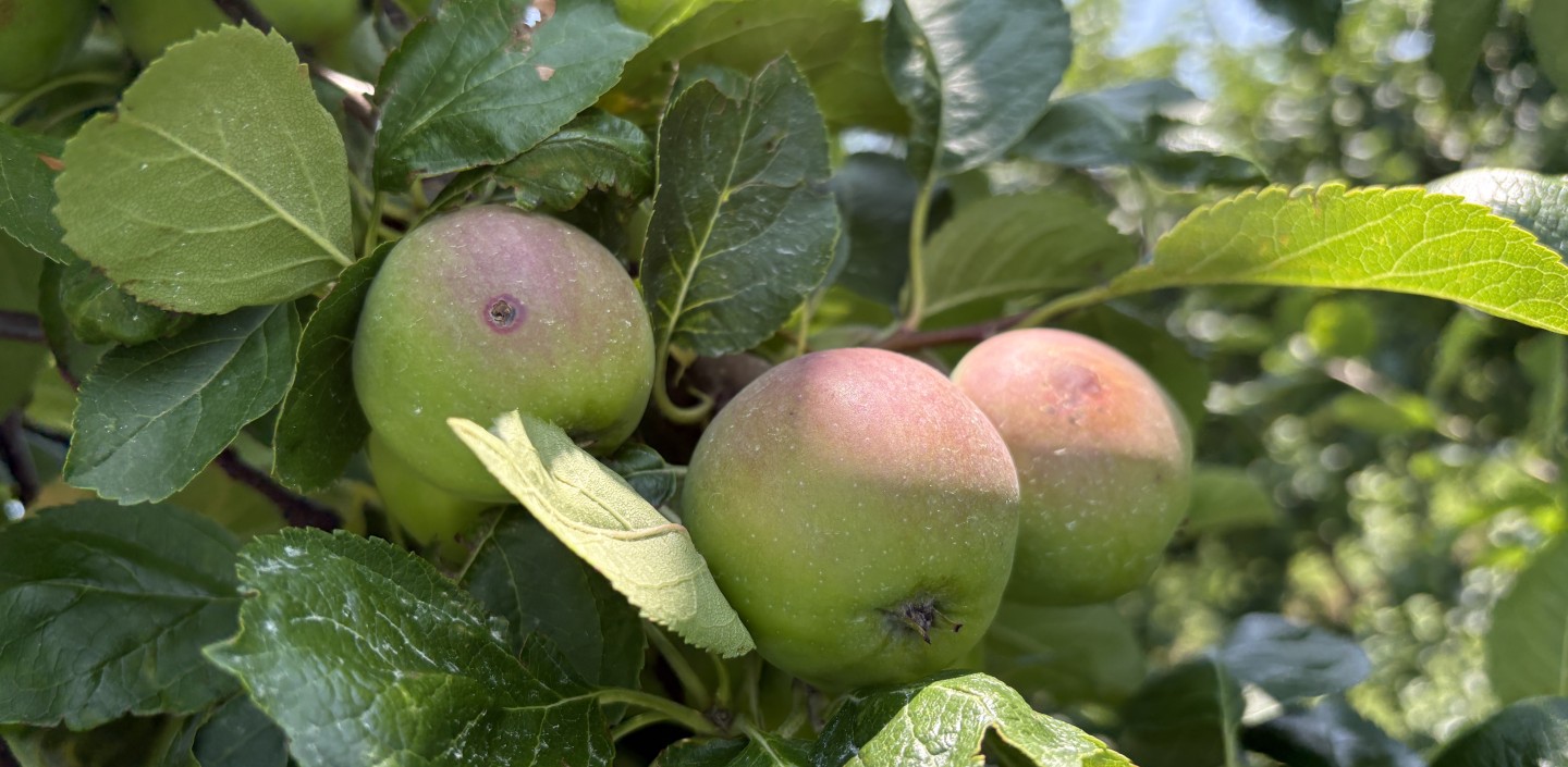 Apples on tree with pest damage