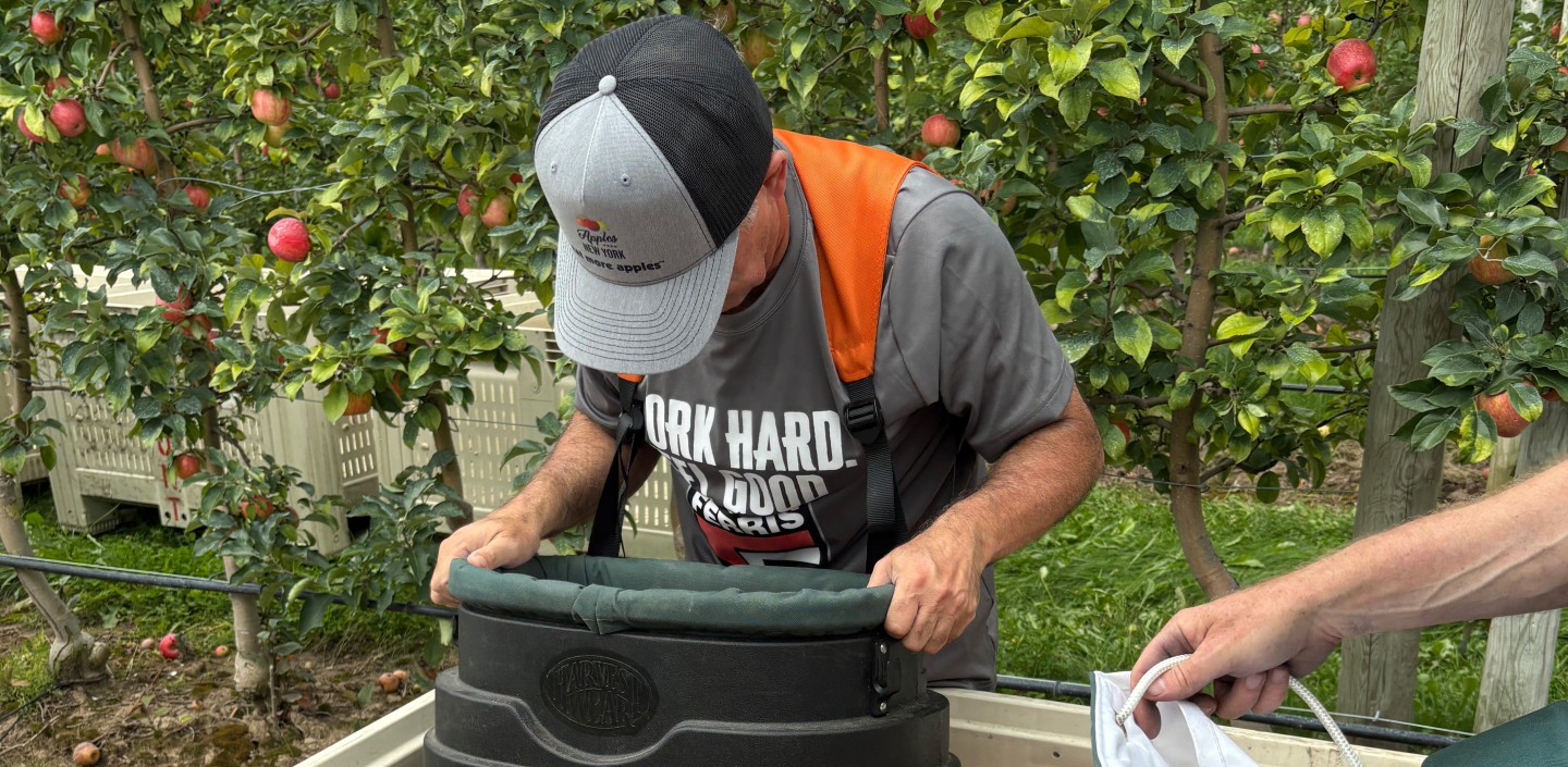 Harvesting apples.