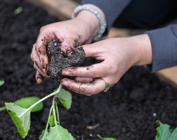 A person planting a flower garden.