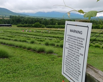 Agritourism liability signage on a post at a lavender farm. People are doing yoga between the rows of lavender as an agritourism activity.
