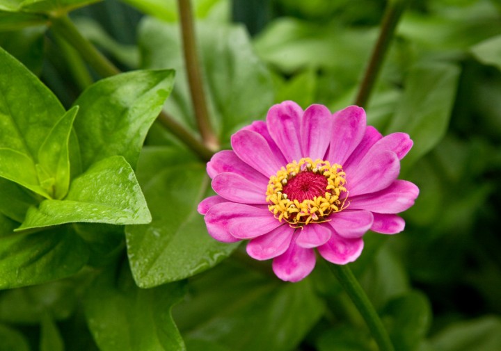 Flowers in the Robison York State Herb Garden at Cornell Plantations (PLTNS), in summer.