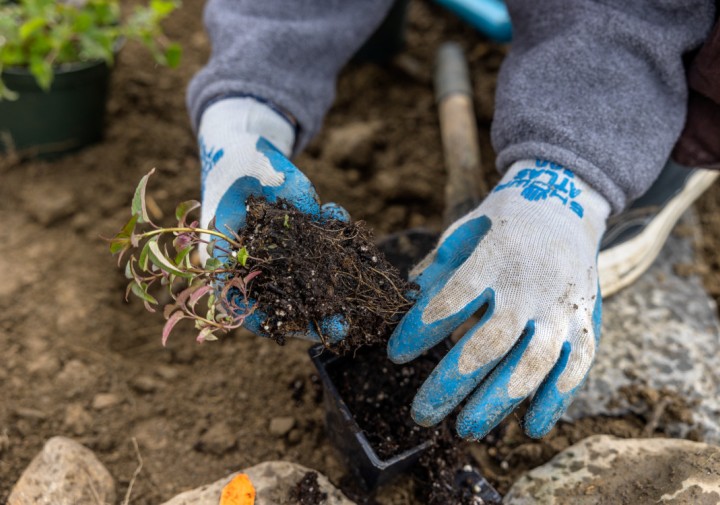 A close-up, eye-level photo of a person wearing blue and white gardening gloves, holding a small plant seedling with its roots and soil exposed. The person is in the process of transplanting the seedling from a small black plastic pot into the ground, which is visible as brown dirt. A gardening shovel is visible in the background.