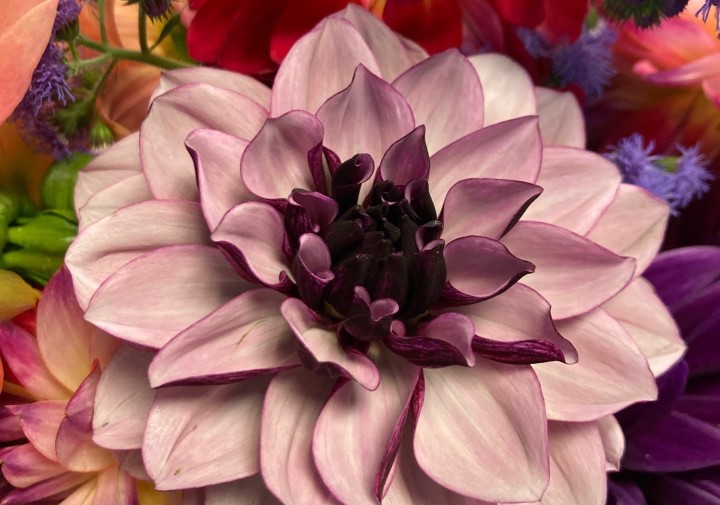 colorful dalhia flowers with one larger flower center and focused