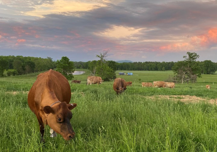 grazing cows
