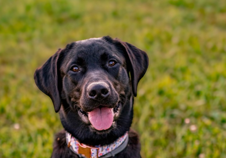 CCE-Catt-4-H Daisy for dog training