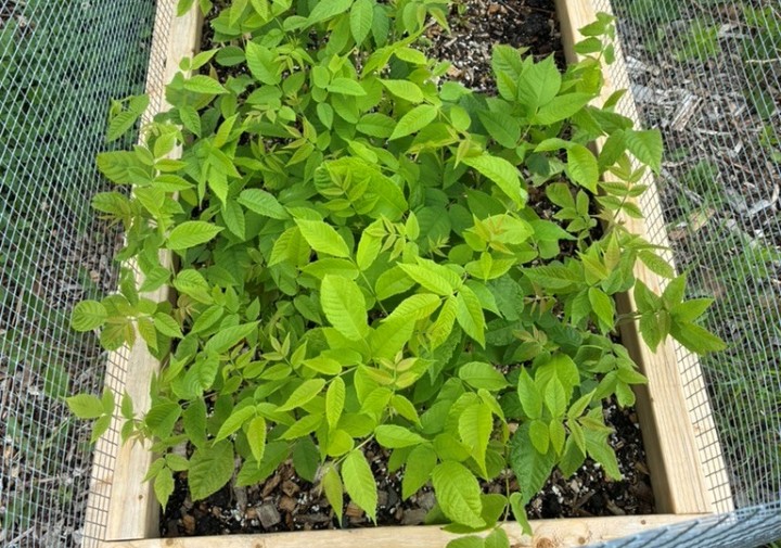 Many black walnut saplings growing in an air pruned raised bed.