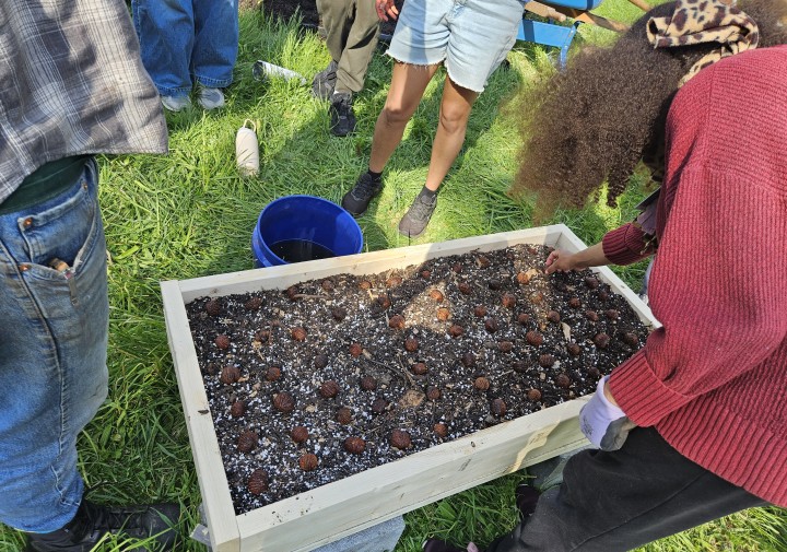 Youth planting nuts in an air prune raised bed.