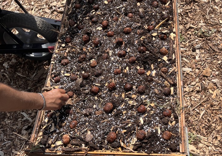 A raised wooden bed with soil in it. There are several dozen black walnuts placed in the soil, about every 6 inches apart.