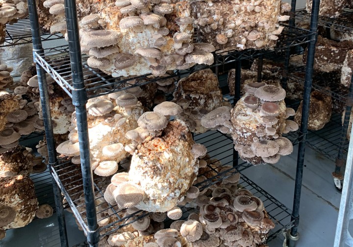 Indoor mushroom cultivation on wire racks.