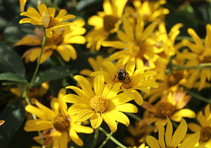 A small bee sits on a yellow flower.