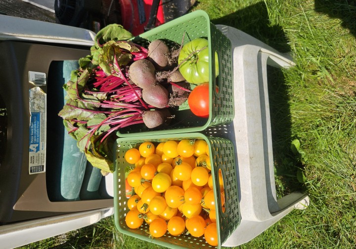 Growing Vegetables Organically