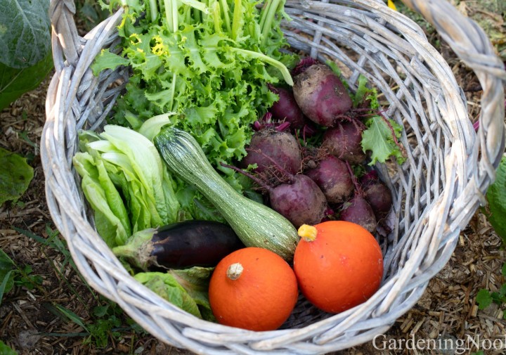 Planning Your Next Harvest: Vegetable Seed Saving 