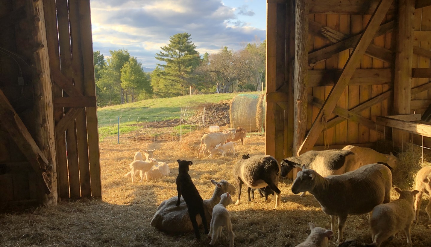 sheep in a barn looking out