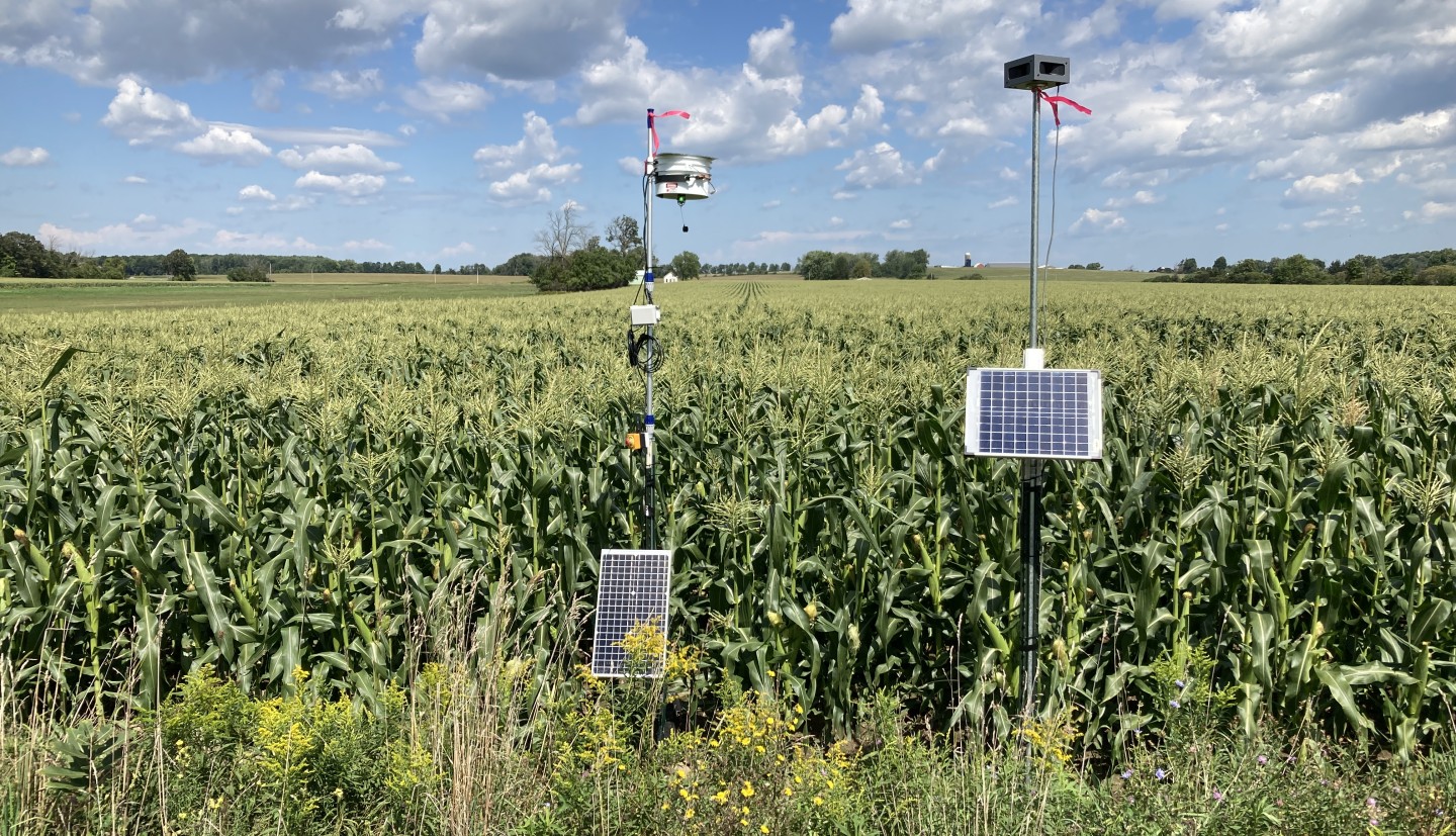 Edge of a sweet corn field with a laser scarecrow mounted on top of a tall pole with a solar panel at the base to power it. To the right of it is a Bird Gard squawk speaker mounted at the top of a tall pole. It too is powered by a solar panel.