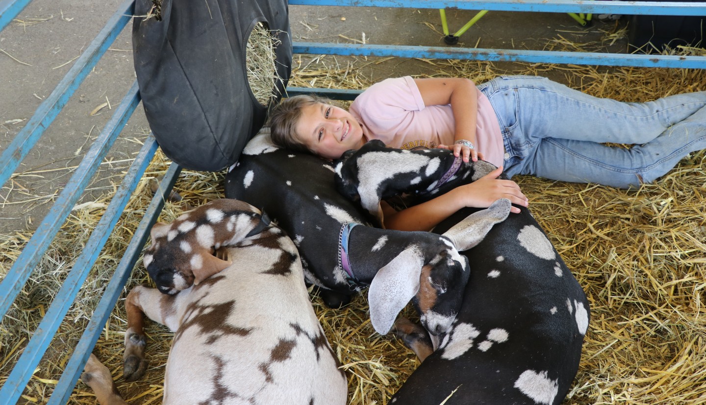 4-H'er lays in the pen cuddling with her goats in the goat barn at the Ulster County Fair.