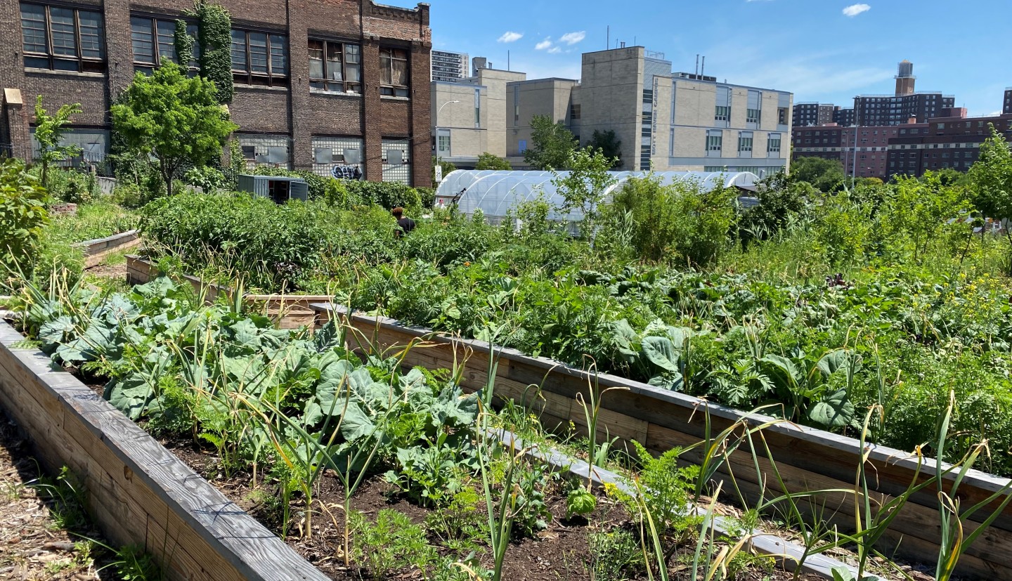 Raised beds containing crops on an urban farm. Brick buildings are in the background.