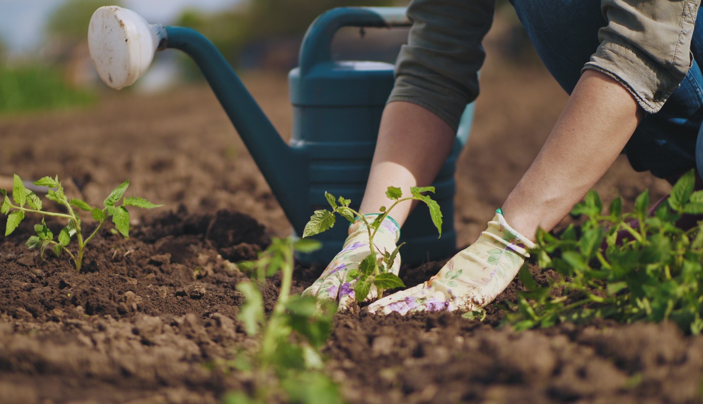 The hands of a gardener plant a seedling in a field