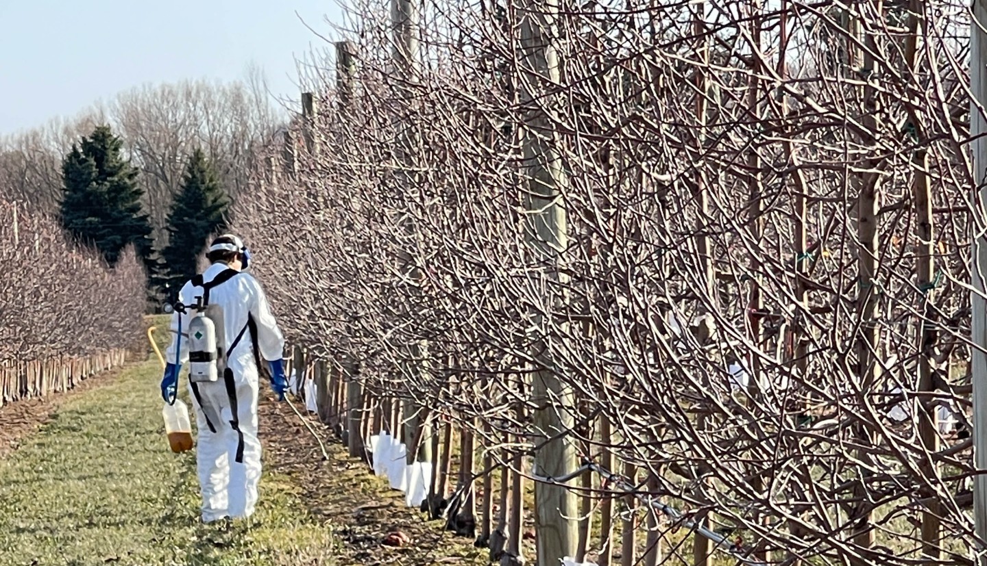 Herbicide being applied by hand to research plot in young apple orchard.