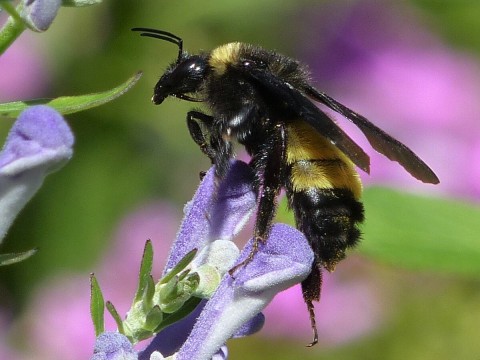 side view of an American Bumblebee on a purple flower