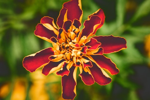 Plants in the Cornell Natural Dye Garden.