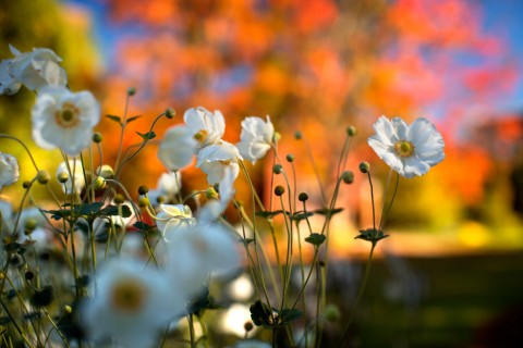 Flowers blooming in fall.