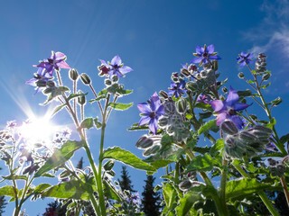An image of a borage plant.