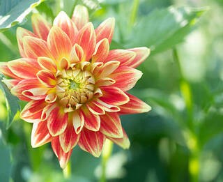 Picture of a Dahlia flower