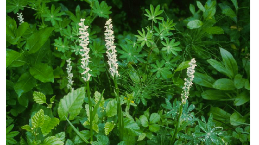 Peat moss in a field.