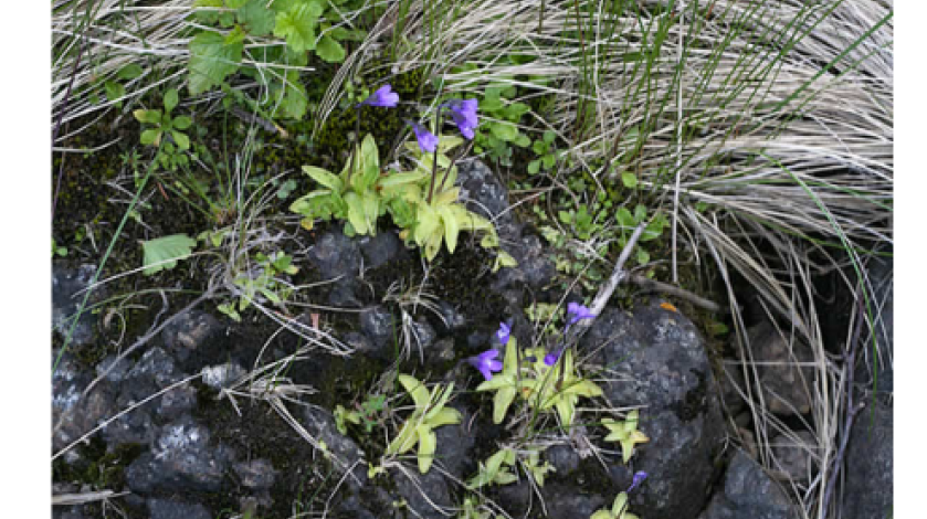 Peat moss with purple flowers.