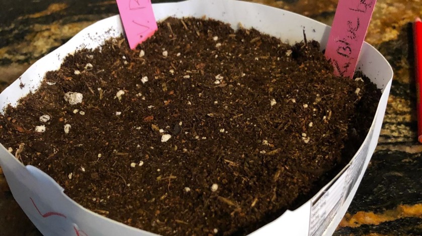 Planting seeds in a winterized container.