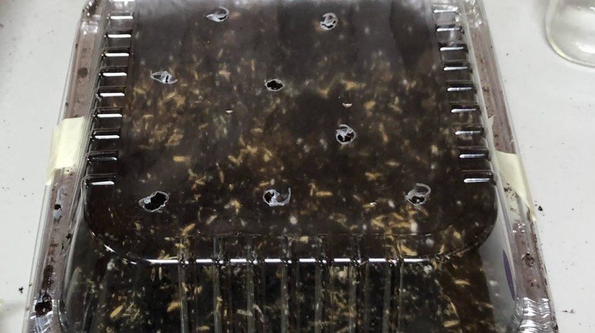 Complete seed container with lid attached. 