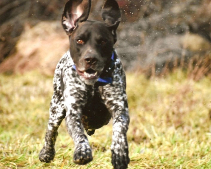 GSP dog running