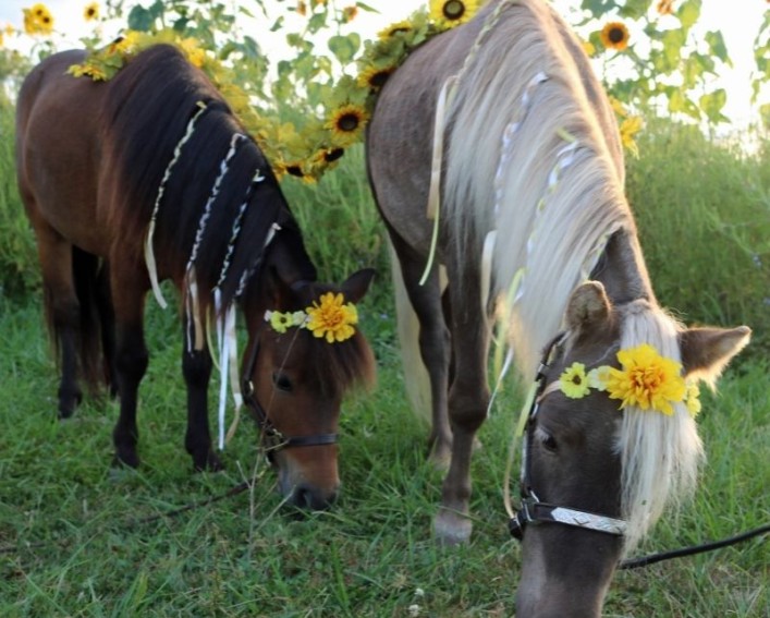 two horses with sunflowers in hair